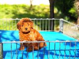Toy Poodle Bebekler