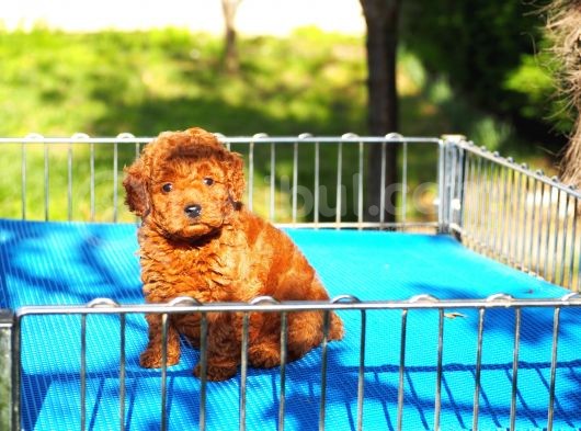 Toy Poodle Bebekler görsel