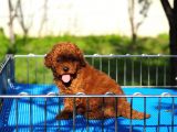 Toy poodle bebekler