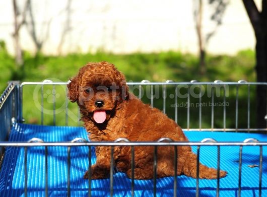 Toy Poodle Bebekler