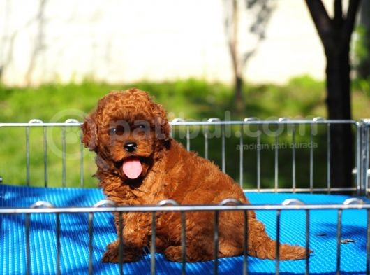 Toy Poodle Bebekler görsel