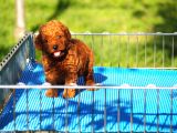 Toy Poodle Bebekler