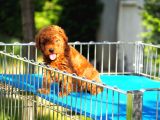 Toy Poodle Bebekler