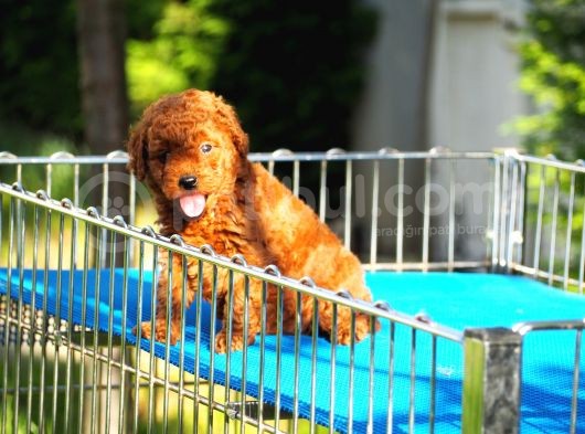 Toy Poodle Bebekler görsel