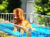 Toy Poodle Bebekler
