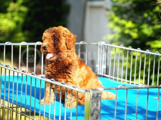 Toy Poodle Bebekler görsel