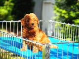 Toy Poodle Bebekler