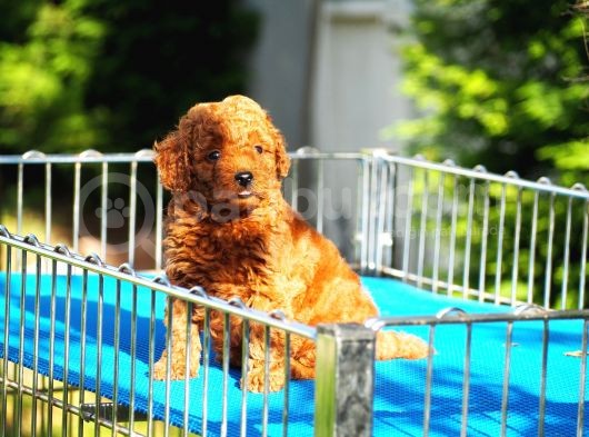 Toy Poodle Bebekler görsel