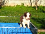 Border Collie Bebekler