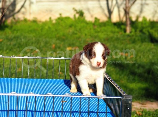 Border Collie Bebekler görsel