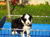 Border Collie Bebekler