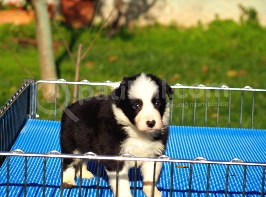 Border Collie Bebekler görsel