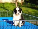 Border Collie Bebekler
