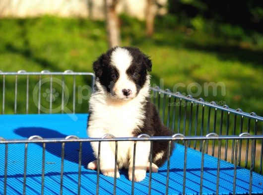 Border Collie Bebekler görsel