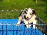 Border Collie Bebekler