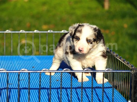 Border Collie Bebekler görsel