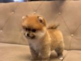 Gülen Surat Orjinal Pomeranian Boo Yavrularimiz