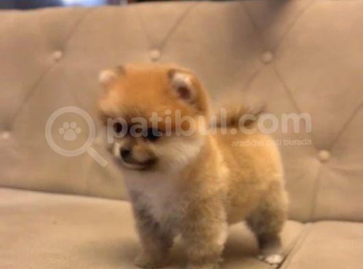 Gülen Surat Orjinal Pomeranian Boo Yavrularimiz görsel