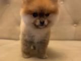 Gülen Surat Orjinal Pomeranian Boo Yavrularimiz
