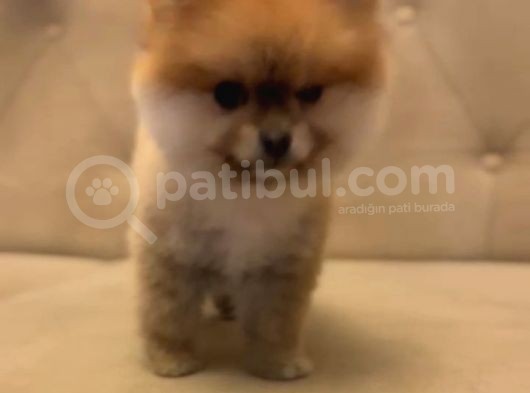 Gülen Surat Orjinal Pomeranian Boo Yavrularimiz görsel