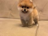 Gülen Surat Orjinal Pomeranian Boo Yavrularimiz