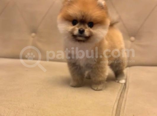 Gülen Surat Orjinal Pomeranian Boo Yavrularimiz görsel