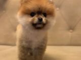 Gülen surat orjinal pomeranian boo yavrularimiz