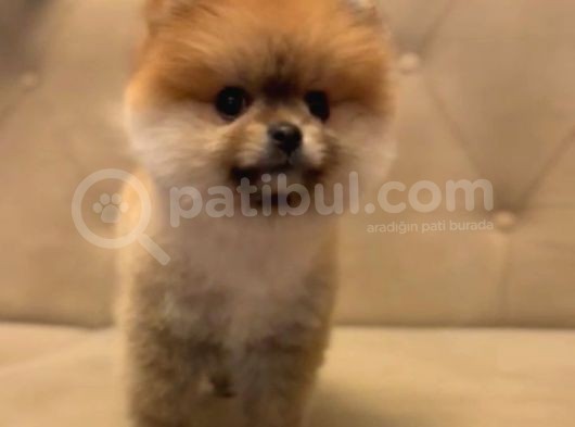 Gülen Surat Orjinal Pomeranian Boo Yavrularimiz