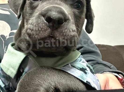 Safkan Erkek Cane Corso görsel