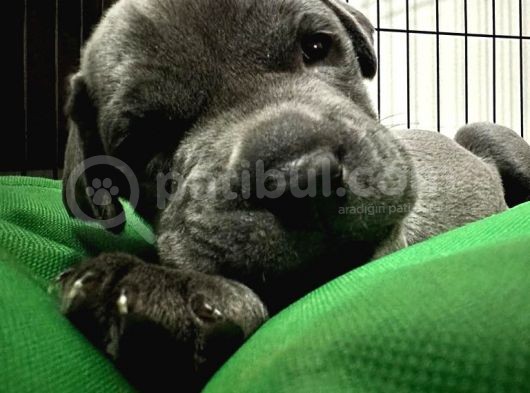 Safkan Erkek Cane Corso görsel