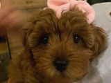 2 Buçuk Aylık Dişi Toy Poodle Yavru
