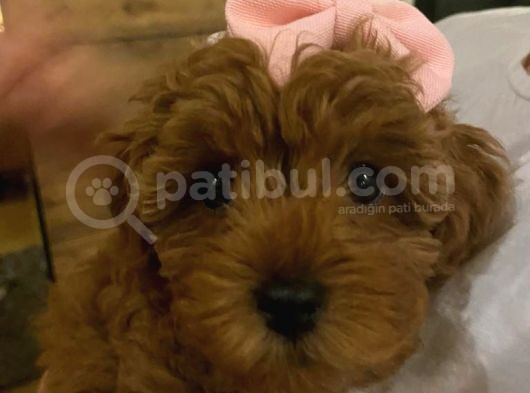 2 Buçuk Aylık Dişi Toy Poodle Yavru görsel