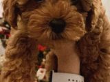 2 Buçuk Aylık Dişi Toy Poodle Yavru