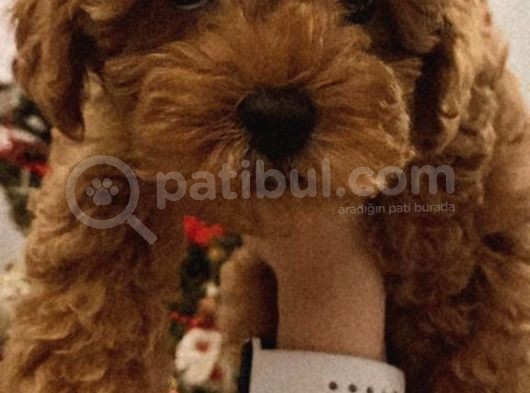 2 Buçuk Aylık Dişi Toy Poodle Yavru görsel