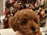 2 buçuk Aylık Dişi Toy Poodle yavru