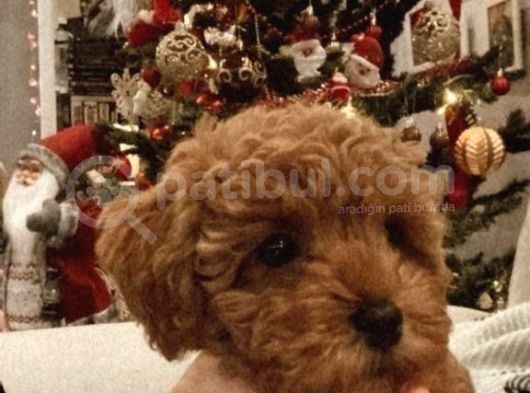 2 Buçuk Aylık Dişi Toy Poodle Yavru