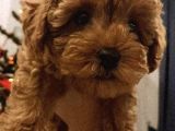 2 Buçuk Aylık Dişi Toy Poodle Yavru