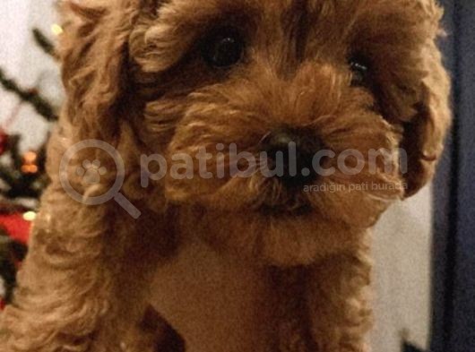 2 Buçuk Aylık Dişi Toy Poodle Yavru görsel