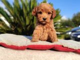 Mi̇ni̇ Mi̇ni̇ Di̇şi̇ Malti̇poo Yavru