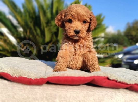 Mi̇ni̇ Mi̇ni̇ Di̇şi̇ Malti̇poo Yavru görsel