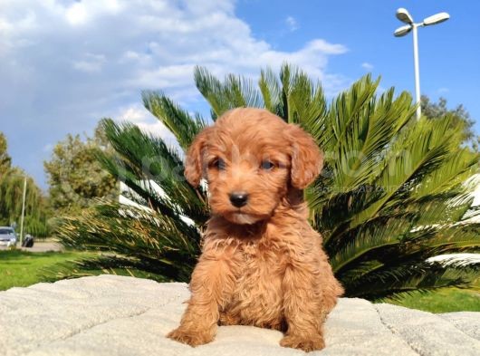 Mi̇ni̇ Mi̇ni̇ Di̇şi̇ Malti̇poo Yavru görsel