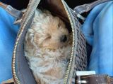Toy Poodle Minişlerimiz Yeni Yuva Arıyor
