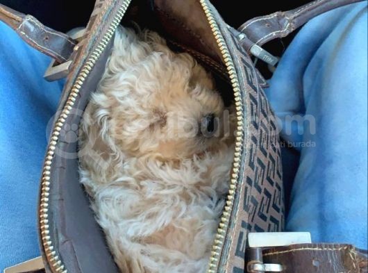 Toy Poodle Minişlerimiz Yeni Yuva Arıyor görsel
