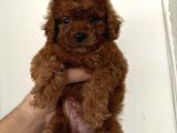 Sevimli Yüz Toy Poodle Yavrular 