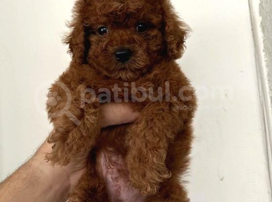 Sevimli Yüz Toy Poodle Yavrular  görsel