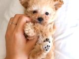 Toy Poodle Minişlerimiz Yeni Yuva Arıyor
