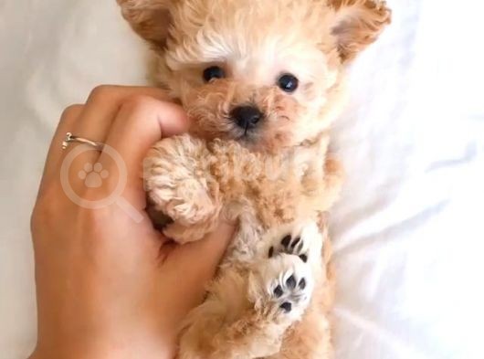 Toy Poodle Minişlerimiz Yeni Yuva Arıyor