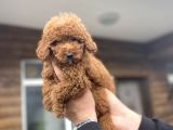 RED POODLE ERKEK YAVRUMUZ AŞILI