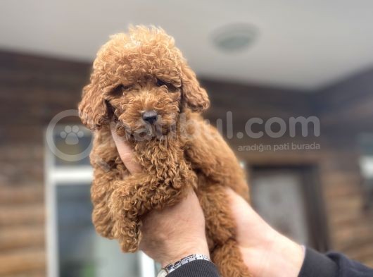 Red Poodle Erkek Yavrumuz Aşili