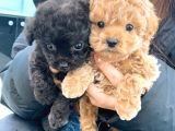 Toy Poodle Minişlerimiz Yeni Yuva Arıyor